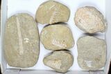 Flat: Cretaceous Marine Vertebrate Fossils - Pieces #96116-2